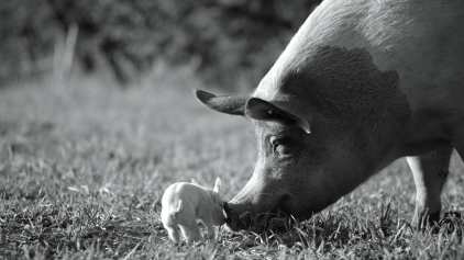 5iqk9TjyF71PdmVoJLCvUIP2if9