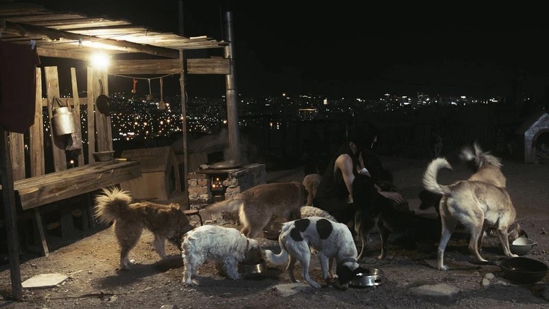 Myagmar feeding stray dogs at night