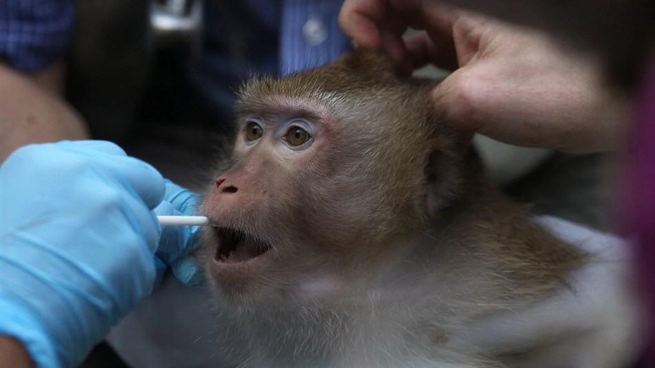 Monkey in a laboratory/ animal testing