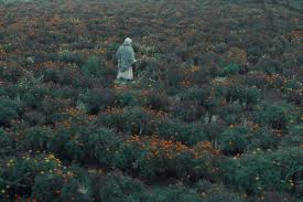 Professor walking over empty field